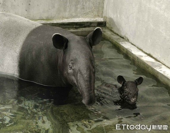 貘花豆戶外活動場初體驗。（圖／台北市立動物園提供）