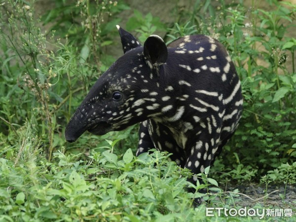 貘花豆戶外活動場初體驗。（圖／台北市立動物園提供）