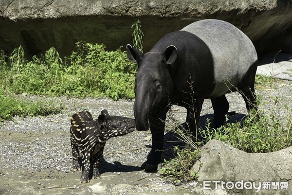 貘花豆戶外活動場初體驗。（圖／台北市立動物園提供）