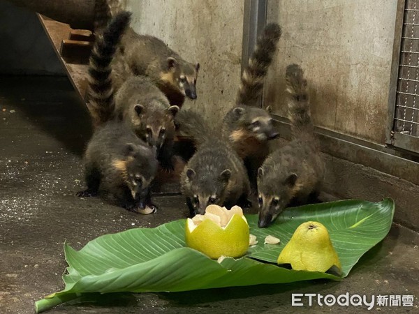 ▲▼壽山動物園中秋吃柚子 。（圖／壽山動物園提供）