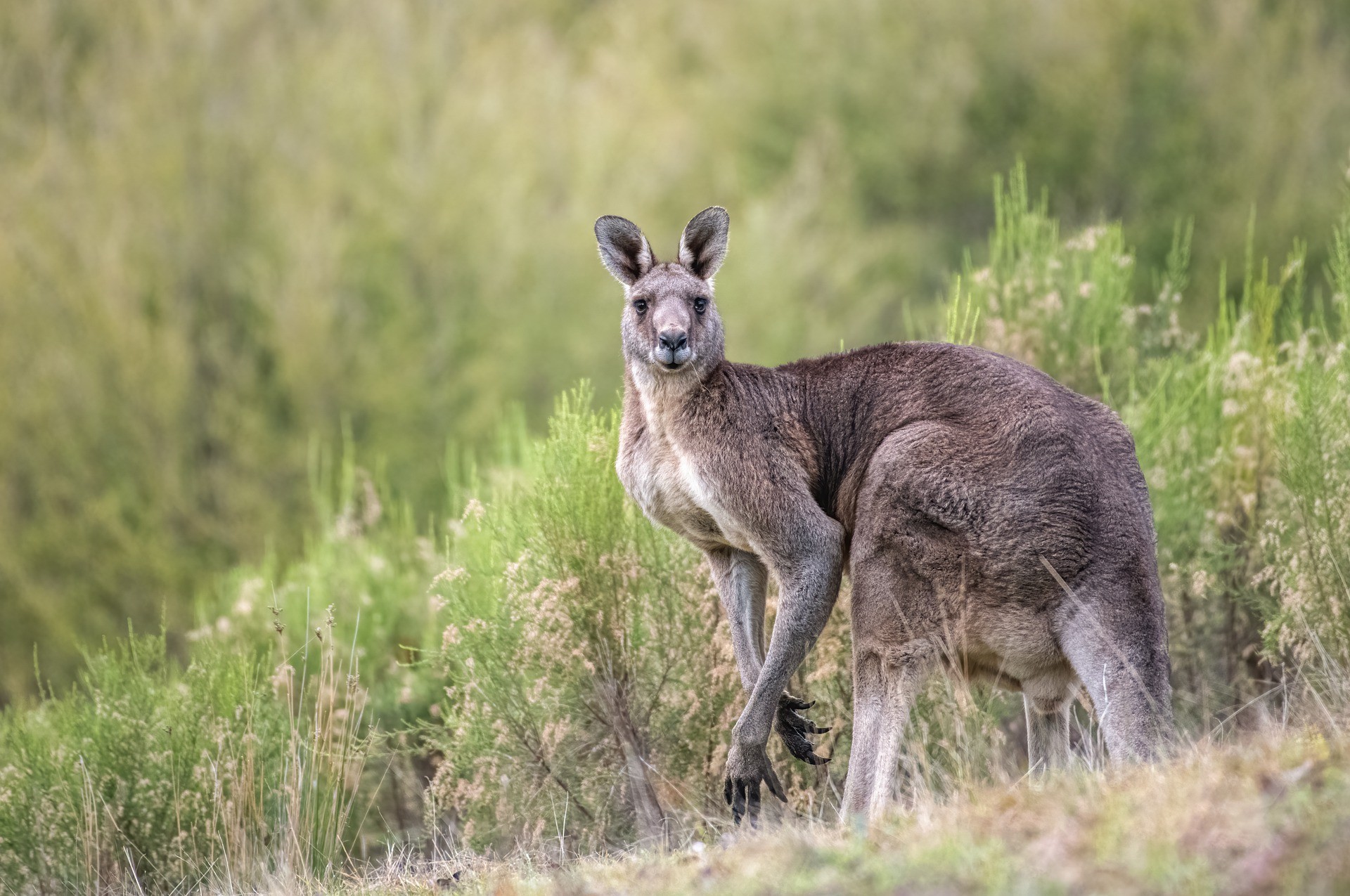 ▲▼澳洲一隻袋鼠朝獵犬噴尿。（圖／取自免費圖庫pixabay）