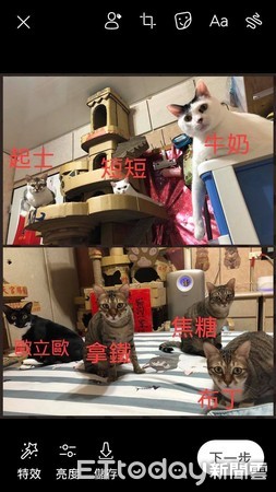 貓咪圍圈追劇。（圖／飼主蘇秀燕提供）