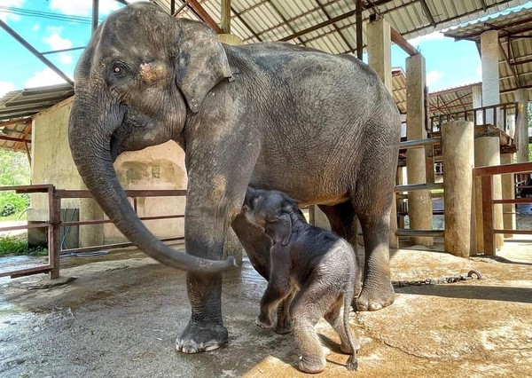 ▲大象母子擺脫馬戲團陰霾　寶寶初次洗澡「玩到全身濕」吐舌臉萌炸。（圖／翻攝自Facebook／Save Elephant Foundation）