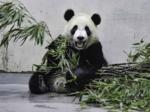 ▲▼大熊貓「圓寶」。（圖／台北市立動物園授權提供）