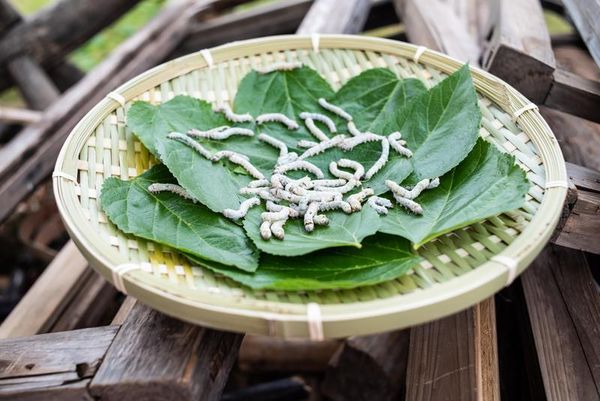 網友問養蠶寶寶對人生有何幫助，科博館給出4大好處。（東方IC）