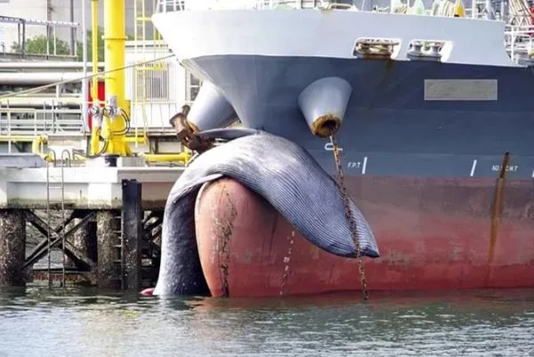 ▲▼日本油輪撞上鯨魚。（圖／翻攝自水島港警衛廳）