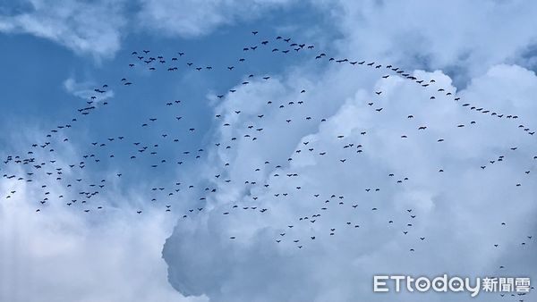 ▲▼嘉義梅山太興村萬鷺朝鳳盛景。（圖／黃一盛授權提供）