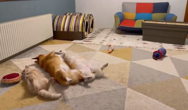 柯基兄妹面對面仰躺睡覺胖貓有樣學樣曬小短腿賣萌 Ettoday寵物雲 Ettoday新聞雲