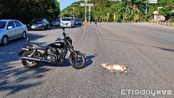 ▲不速之客闖車道！梅花鹿突竄出遭猛撞亡 紅牌重機雙載慘摔送醫。（圖／記者郭世賢翻攝）
