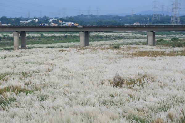 ▲▼台南善化曾文溪渡槽橋甜根子草花海。（圖／台南旅遊臉書專頁授權提供）