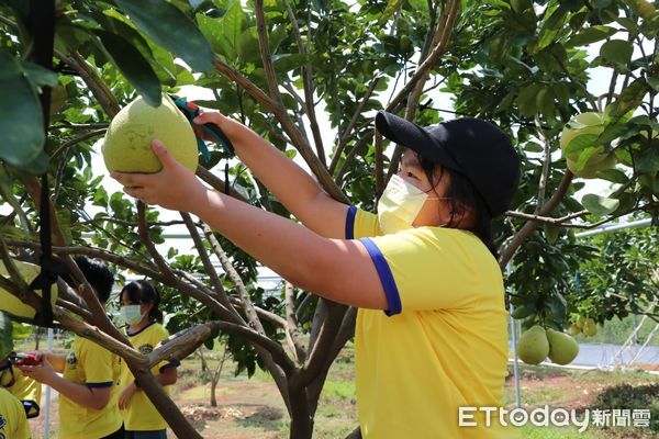 ▲台南市南大附小彩虹斑馬志工隊推出「麻豆紅柚」專題探究課程，師生一行20人造訪劉家麻豆紅柚園，學生親自採收比頭還大的麻豆紅柚，驚呼連連。（圖／記者林悅攝，下同）