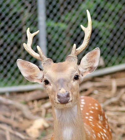 壽山動物園梅花鹿。（圖／壽山動物園提供）