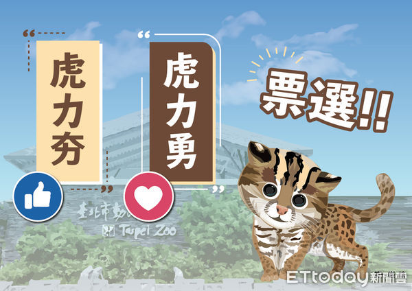 石虎二哥取名。（圖／台北市立動物園提供）