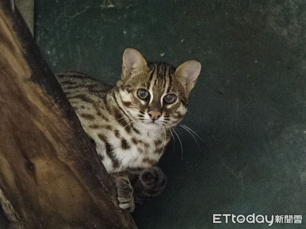 石虎二哥取名。（圖／台北市立動物園提供）