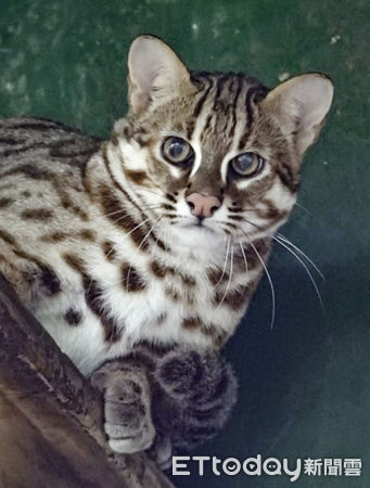 石虎二哥取名。（圖／台北市立動物園提供）