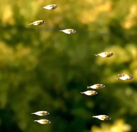 ▲▼看起來像魚在游泳，其實是正在飛行的「金翅雀」。（圖／翻攝自Twitter／@haru_690502）