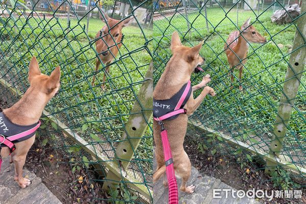 ▲路人狂問狗品種　媽回「臺灣諸羅短毛立耳犬」羨煞他：一定很貴吼。（圖／飼主郭小姐提供）