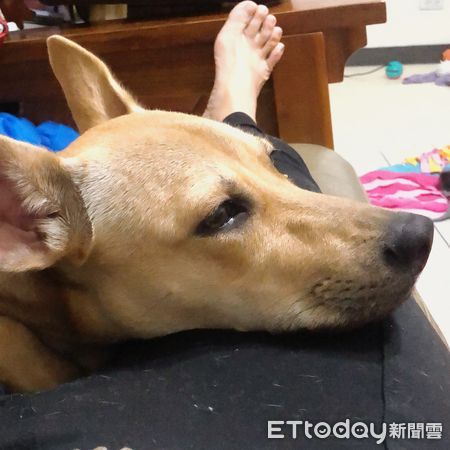 ▲路人狂問狗品種　媽回「臺灣諸羅短毛立耳犬」羨煞他：一定很貴吼。（圖／飼主郭小姐提供）