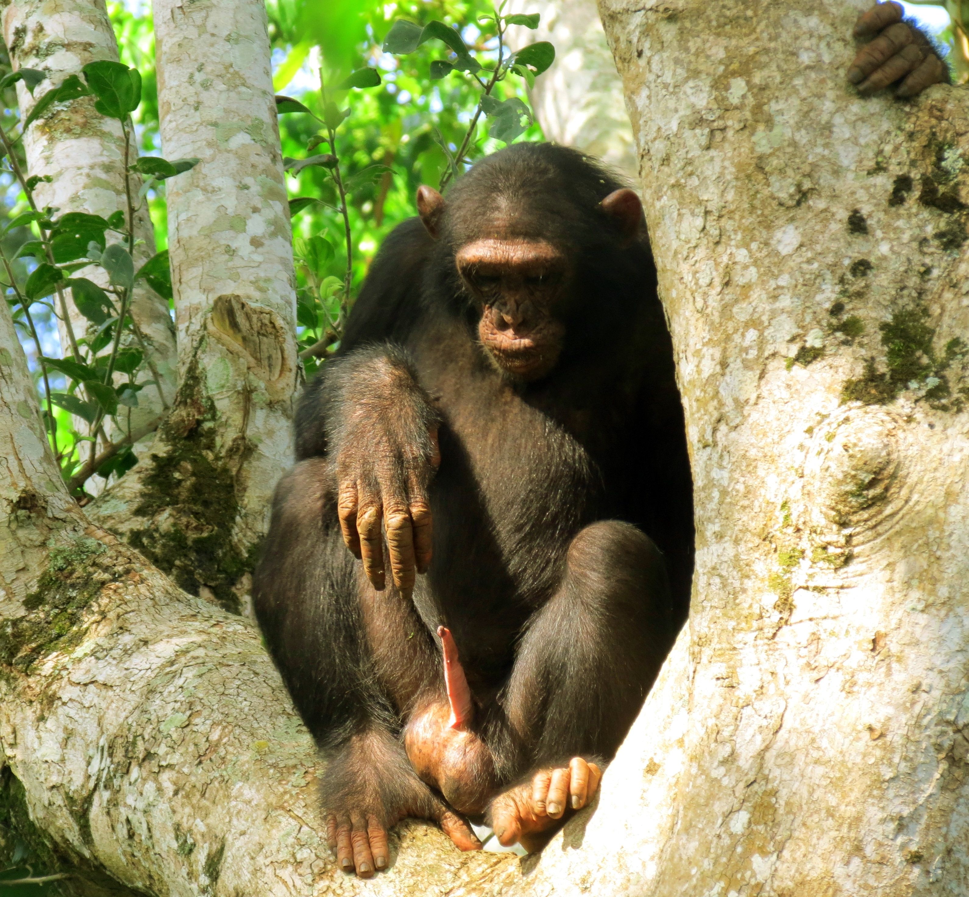 ▲▼烏干達成年雄性黑猩猩Araali是目前已知的第一隻用人造物品自慰的野生猿猴。（圖／翻攝自YouTube／The Bulindi Chimpanzee & Community Project）