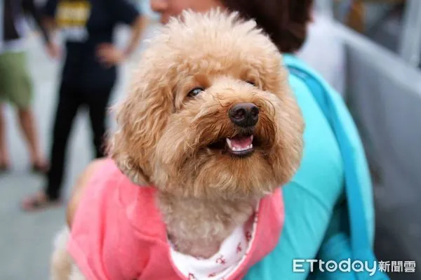 ▲台東縣政府舉行離島及巡迴各鄉8個場次犬貓免費絕育。（圖／記者楊漢聲攝）