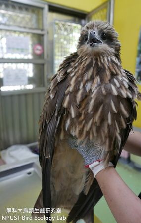 ▲▼小茄子（圖／粉專「屏科大鳥類生態研究室 NPUST Bird Ecology Lab」提供）