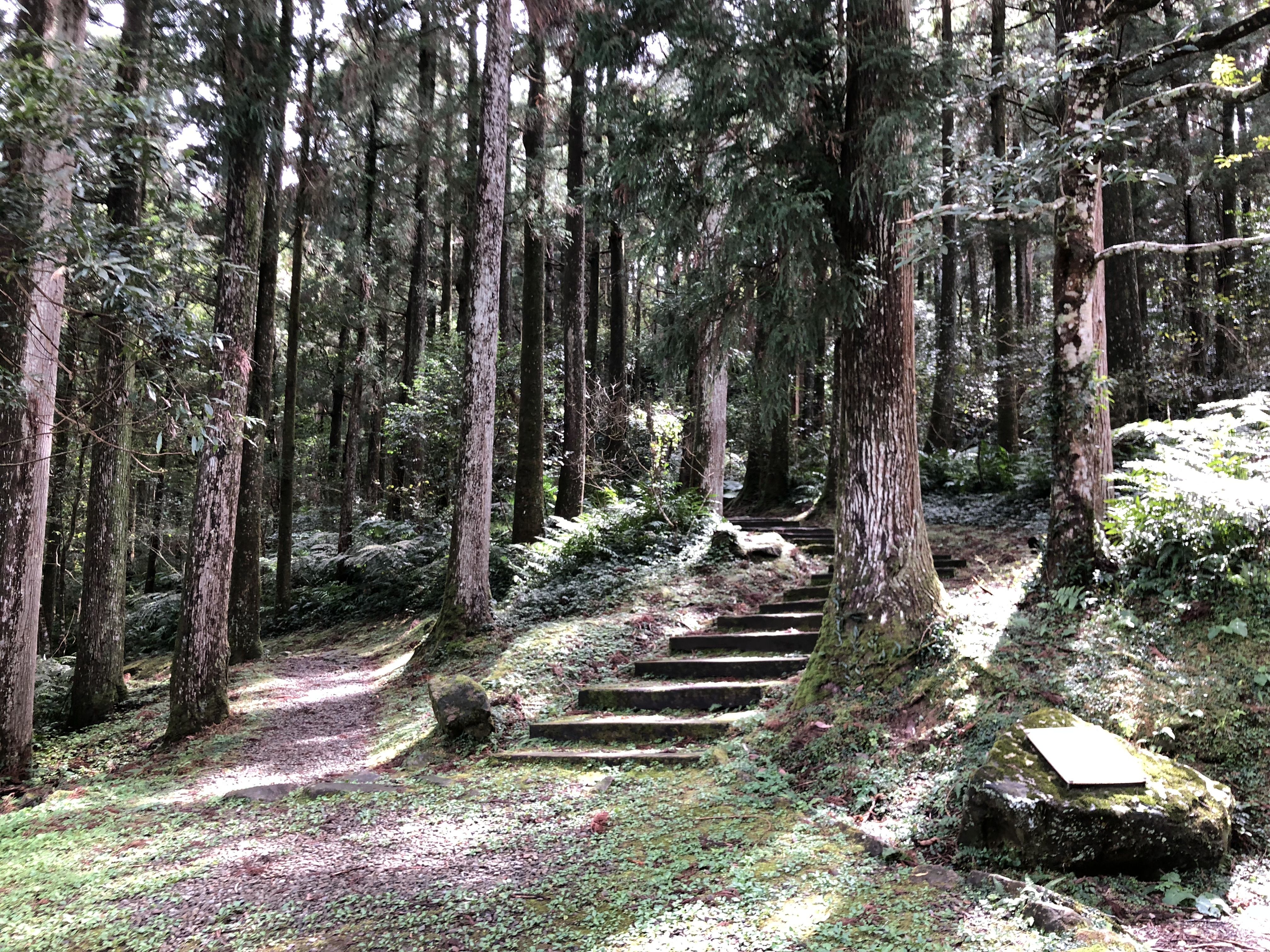 ▲▼    東眼山國家森林遊樂區步道。（圖／林務局提供）