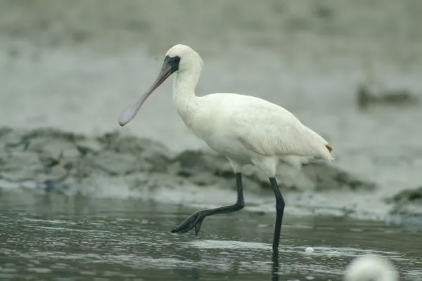 ▲台南地區9月30日發現39隻國際保育級鳥類「黑面琵鷺」，已經捷足先登飛來度冬。（圖／台南市生態保育學會提供，下同）