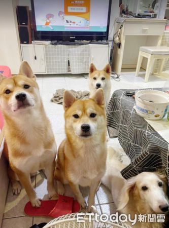 ▲汪星人：爸爸幹嘛開燈，我們要給媽媽驚喜欸！（圖／IG「shiba_gqch」提供，請勿隨意翻拍，以免侵權，下同。） 