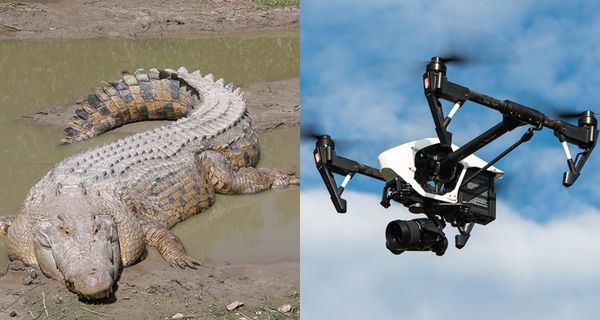 ▲▼澳洲一隻鱷魚將無人機吃掉。（組圖／翻攝自維基百科、取自免費圖庫Pixabay）