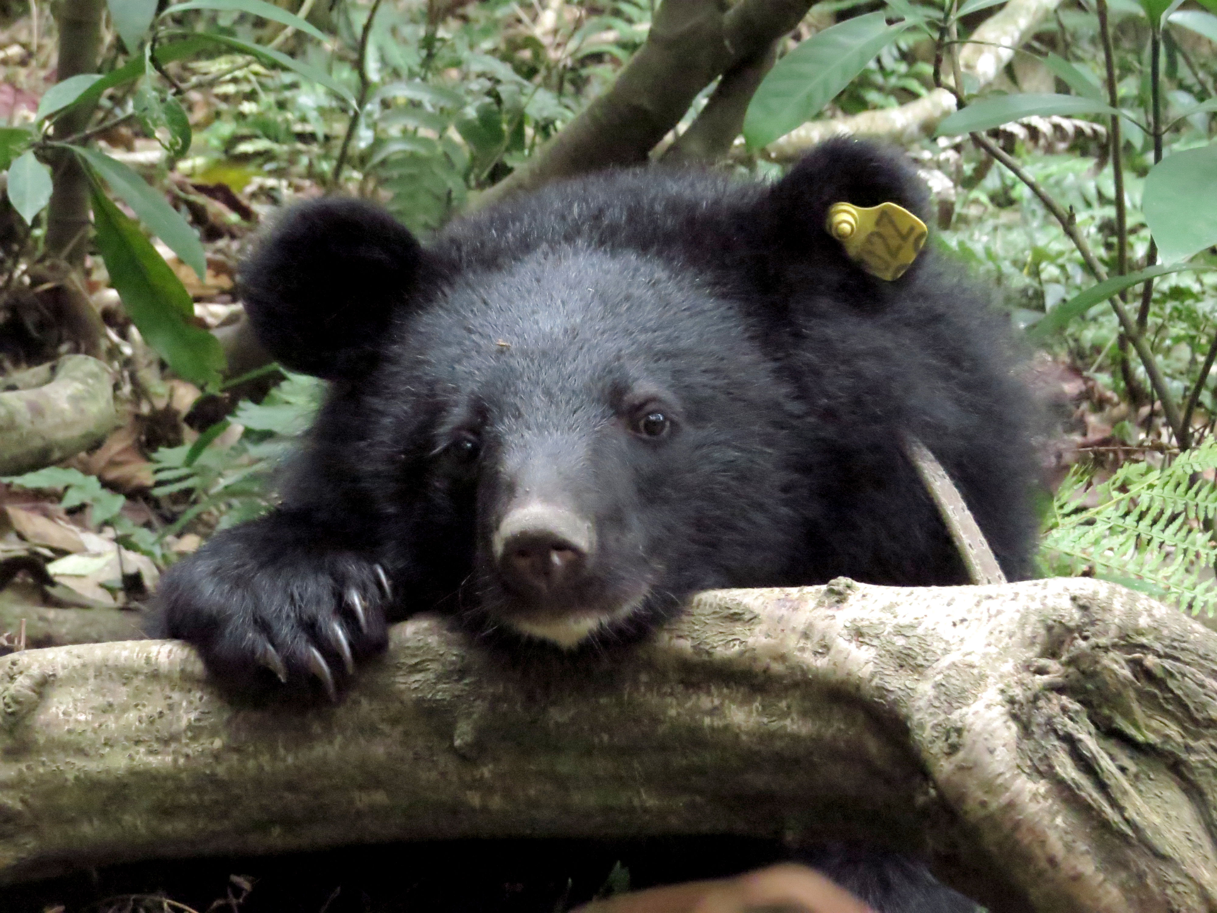 ▲▼台灣黑熊Mulas返抵山林。（圖／林務局提供）