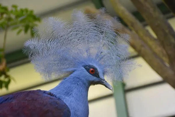 ▲▼藍冠鴿。（圖／壽山動物園授權提供）