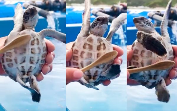 日本的小笠原海洋中心日前在推特分享，用牙刷替小海龜刷洗肚子的影片，活潑逗趣的畫面讓許多網友大讚療癒，影片超過兩百萬次觀看。（翻攝自推特@mt_seaturtle）