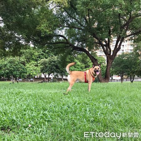 豆豆愛吃蛋。（圖／粉專王豆豆ㄟ日常提供）