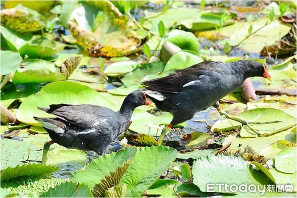 ▲20年來積極保育水雉的績效成果受到肯定，中華民國野鳥學會2021年代表水雉生態教育園區，正式加入「國際里山倡議夥伴關係網絡（IPSI）」，成為第279個成員，也是台灣第18個成功加入IPSI的組織。（圖／水雉生態教育園區提供，下同）