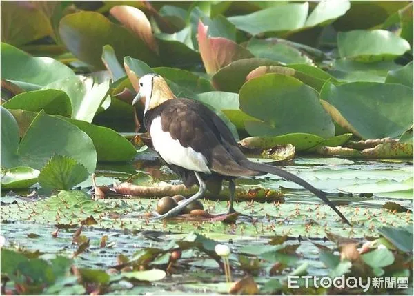 ▲20年來積極保育水雉的績效成果受到肯定，中華民國野鳥學會2021年代表水雉生態教育園區，正式加入「國際里山倡議夥伴關係網絡（IPSI）」，成為第279個成員，也是台灣第18個成功加入IPSI的組織。（圖／水雉生態教育園區提供，下同）
