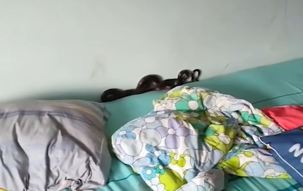 大黑蛇爬床陪睡一晚　5個月嬰莫名哭鬧媽找原因嚇壞：就在枕頭下。（圖／翻攝自YouTube／เรื่องเล่าเช้านี้）