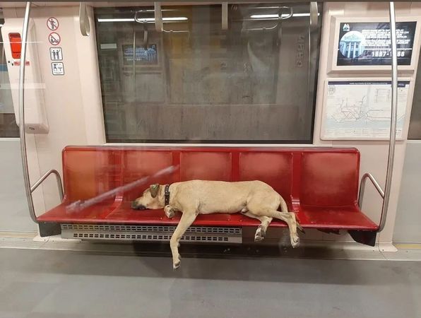 自己搭地鐵的狗狗。（圖／翻攝自推特@boji_ist）