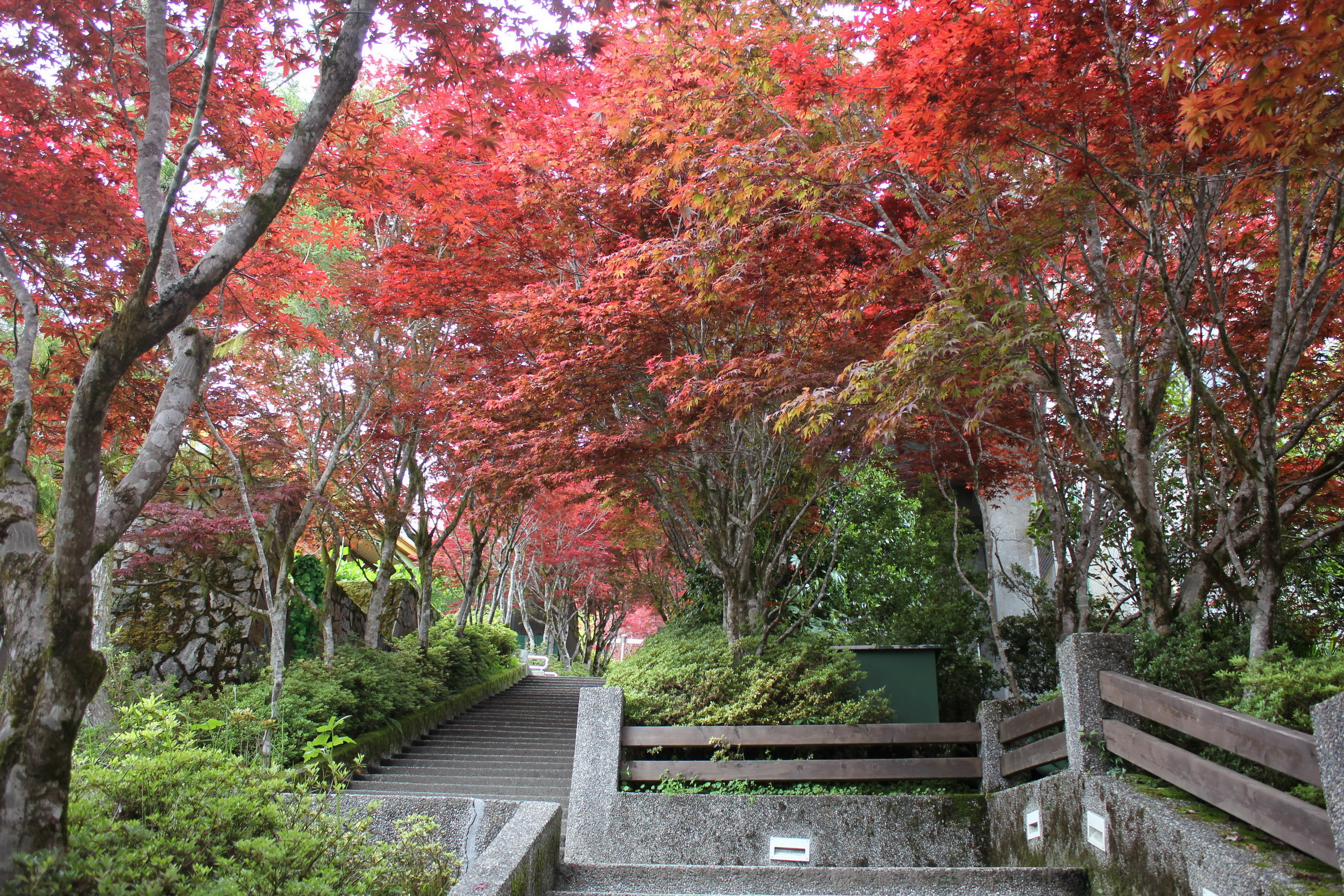 賞楓不用等秋天 太平山 紫葉槭 紅滿山頭到10月 Ettoday旅遊雲 Ettoday新聞雲