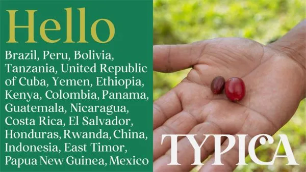 ▲全球首創線上咖啡交易平台「TYPICA」 正式登台，串聯生產者與烘豆師，咖啡生豆100%直接交易。（圖／TYPICA提供）