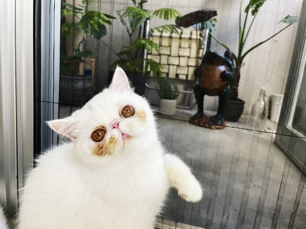 7個月大的異國短毛貓UNI親人愛撒嬌，討摸時自帶腮紅的表情特別療癒。（圖片翻攝推特@uninosns）