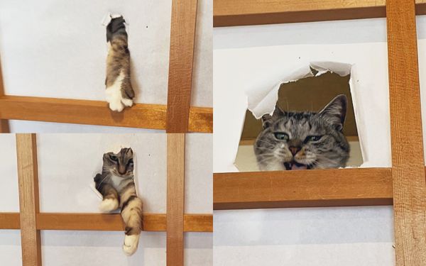 日本有位飼主日前在家中重新貼上和式障子門的門紙，還沒完工家中貓咪就開始破壞，還在抓破的大洞口露出超像反派的賊笑。（圖片翻攝推特@kokonananya）