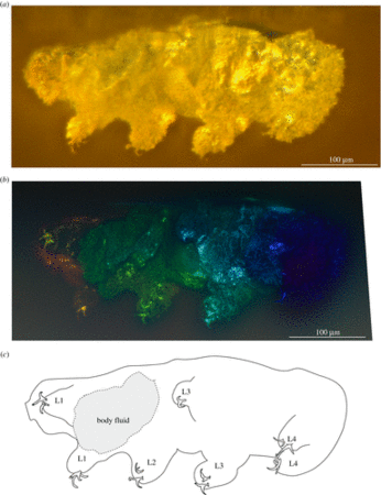 ▲▼緩步生物(Tardigrades)的透視圖。（圖／取自取自英國皇家學會報告B）