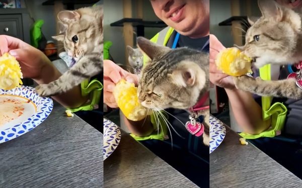 美國一名飼主家中貓咪瘋狂愛吃整根玉米，手嘴並用在Youtube引發話題。（圖片翻攝Youtube頻道ViralSnare Rights Management）