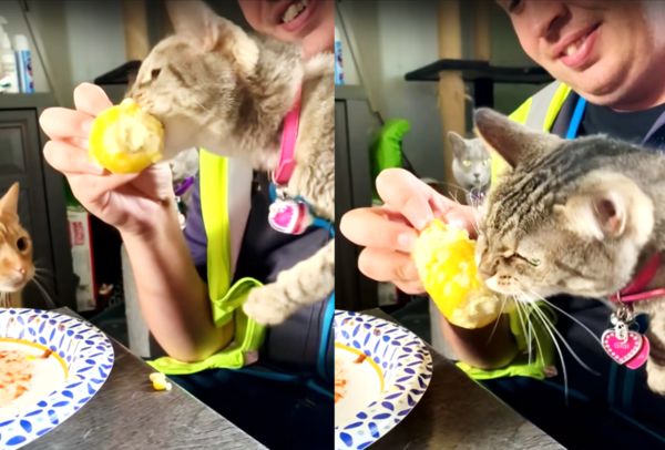 除了狂啃玉米的虎斑貓有趣的行為外，旁邊另外兩隻橘貓與灰貓的表情，也讓網友笑稱：「感覺牠們很傻眼。」（圖片翻攝Youtube頻道ViralSnare Rights Management）