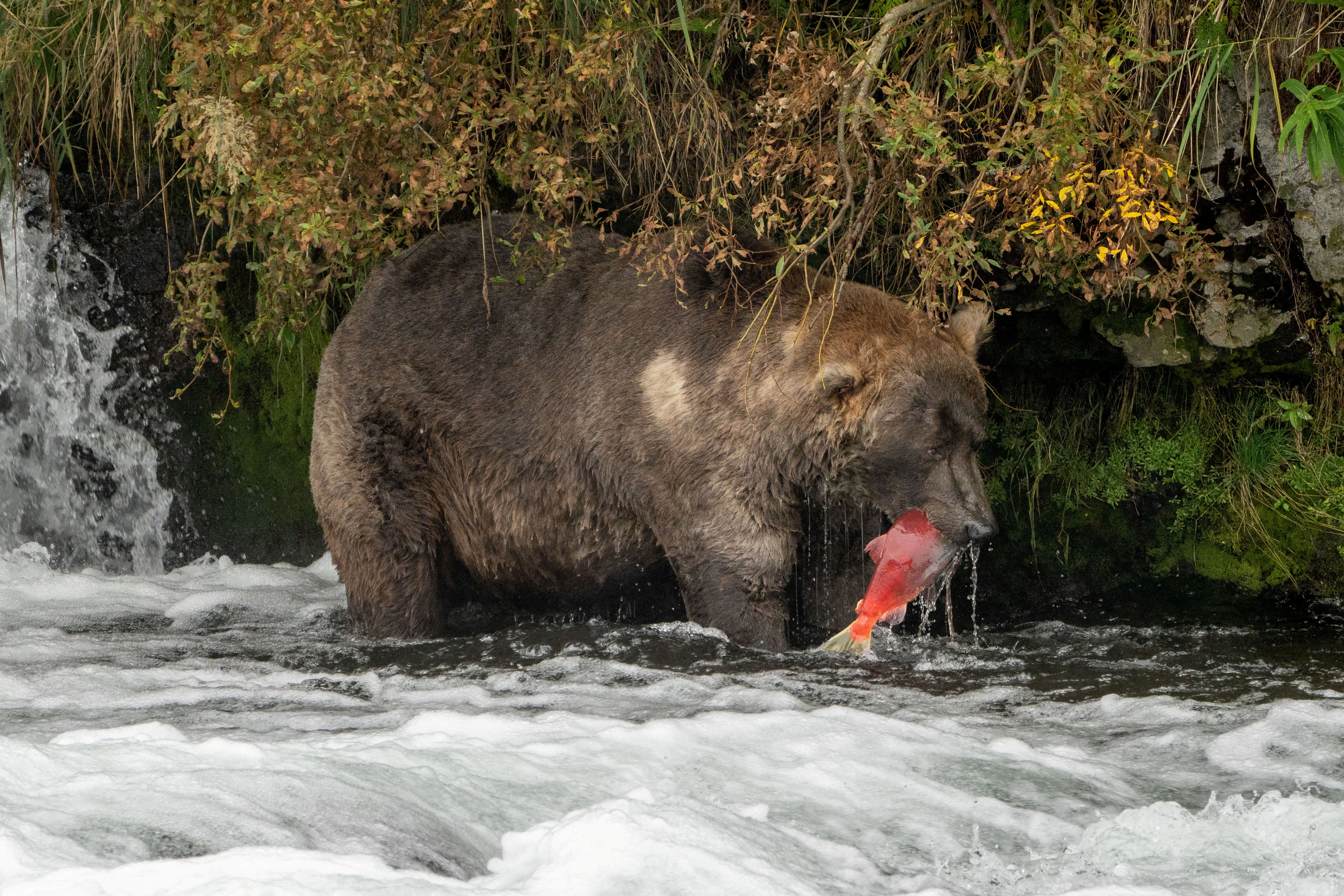 ▲▼ 480號棕熊歐提斯（Otis）奪下卡特邁國家公園（Katmai National Park）2021年「最胖熊王」比賽冠軍。（圖／路透）