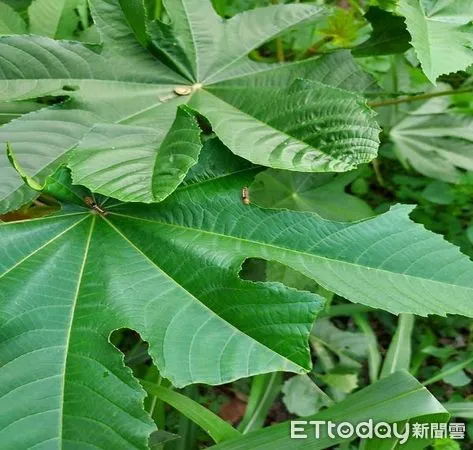 ▲恆春毛毛蟲再現。（圖／屏東縣政府衛生局提供，以下同）