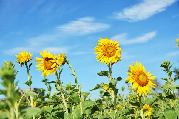 ▲新屋區長祥宮附近的向日葵10/9花況。（圖／新屋雜糧產銷班班長田偉成提供）