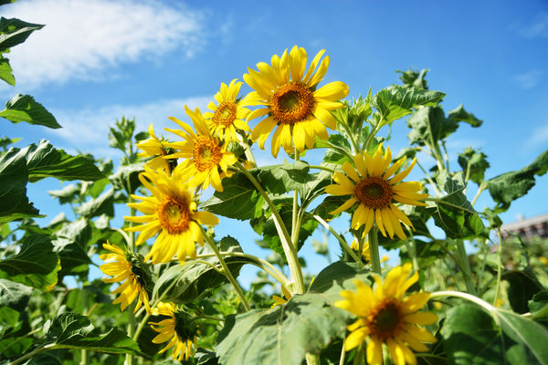 ▲新屋區長祥宮附近的向日葵10/9花況。（圖／新屋雜糧產銷班班長田偉成提供）