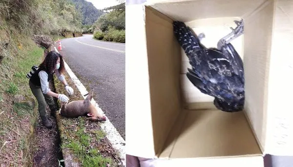 ▲玉山國家公園人潮湧現，管理處提醒用路人減速慢行、保護自然生態。（圖／翻攝自Facebook／玉山國家公園）