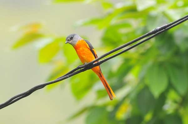 中華民國野鳥學會